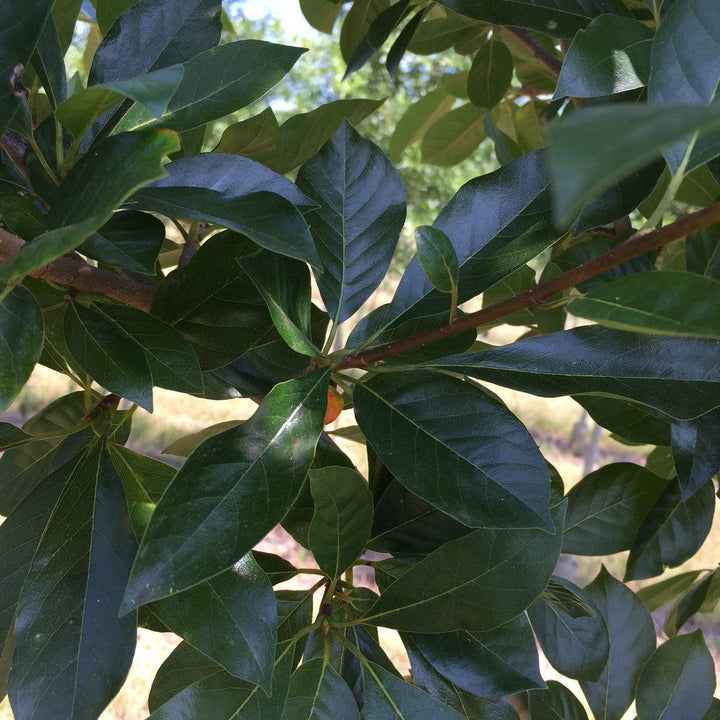 Nyssa sylvatica 'NSMTF’ ~ Red Splyndor™ Black Gum