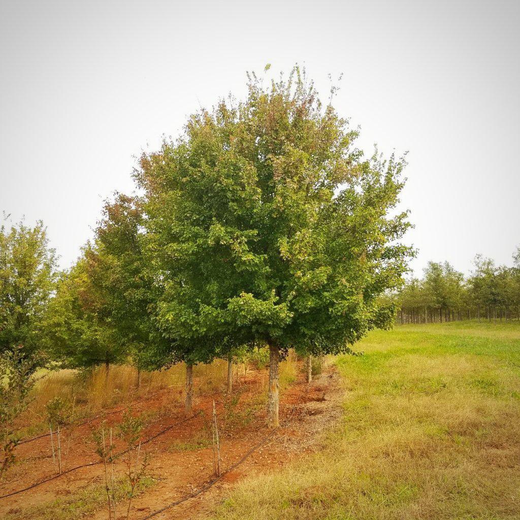 Acer buergerianum ~ Trident Maple