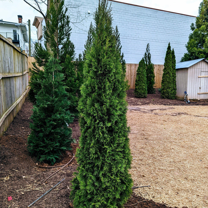 Thuja occidentalis 'Smaragd' ~ Arborvitae verde esmeralda