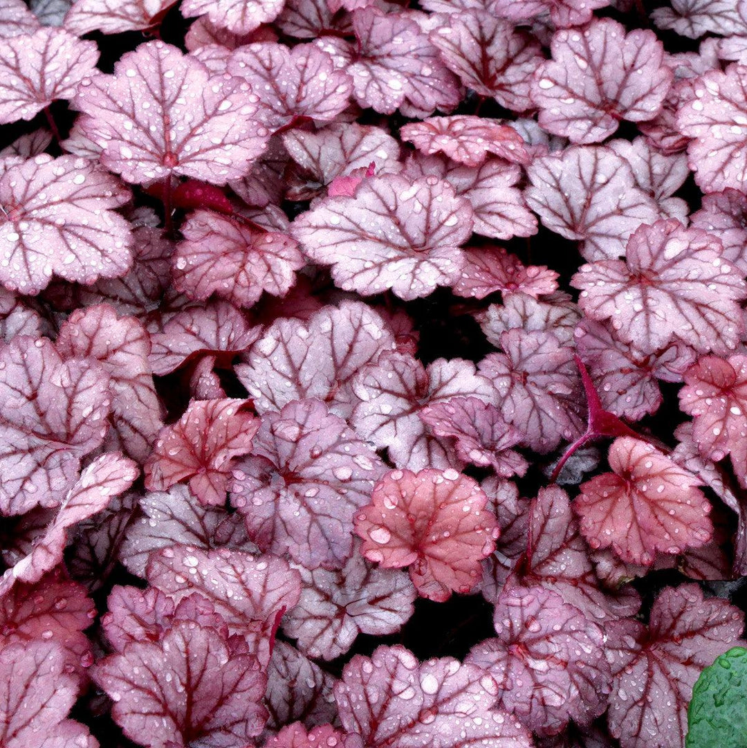 Heuchera ‘Georgia Plum’ ~ Georgia Plum Coral Bells