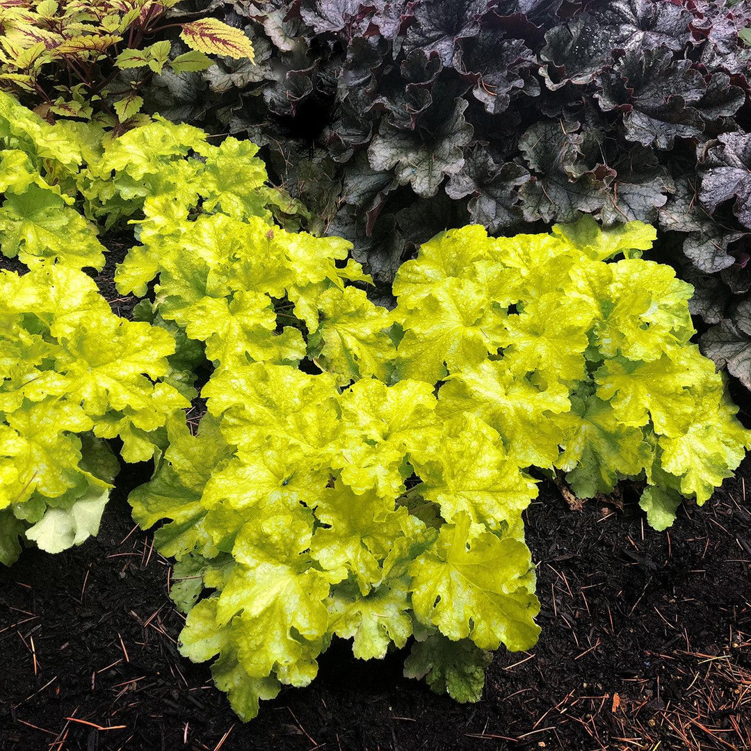 Heuchera 'TNHEULS' ~ Lemon Supreme Coral Bells