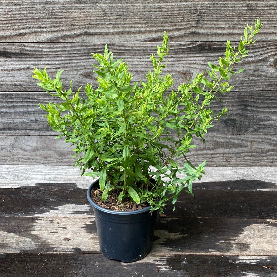 Aster oblongifolius 'Raydon's Favorite' ~ Raydon's Favorite Aromatic Aster