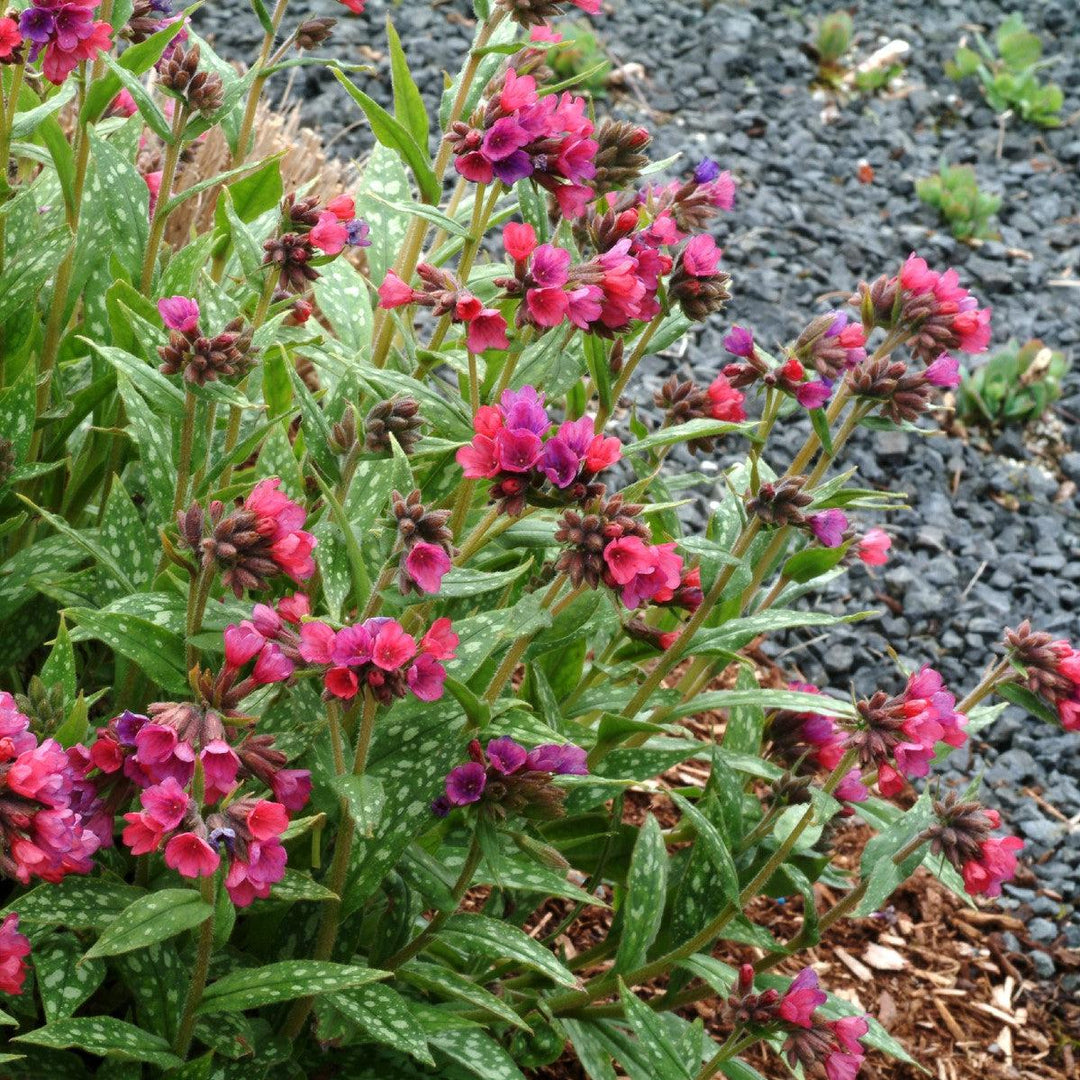 Pulmonaria 'Raspberry Splash' ~ Raspberry Splash Lungwort