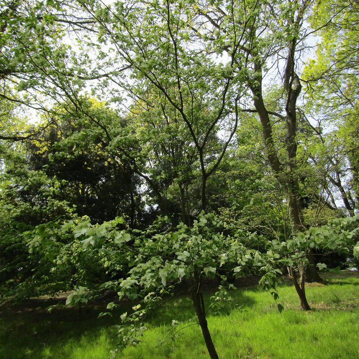 Cornus 'Rutcan' ~ Constelación Cornejo 