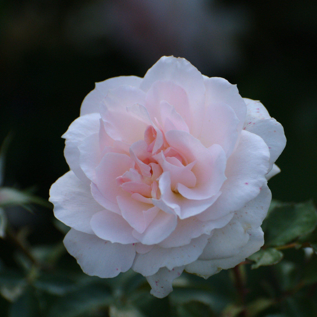 Camellia sasanqua 'Autumn Sentinel' ~ Autumn Sentinel Camellia