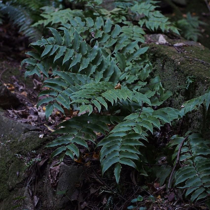 Cyrtomium fortunei ~ Fortune's Hardy Holly Fern