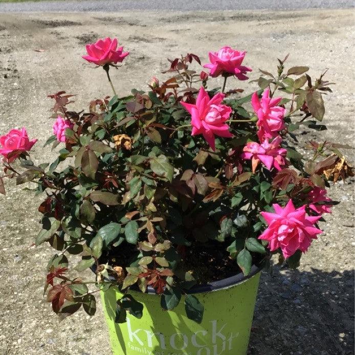 Rosa 'Radtkopink' PP 18,507 ~ Rosa doble rosa Knock Out®