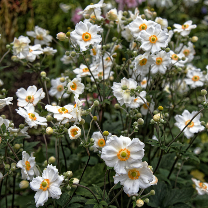 Anemone x hybrida 'Honorine Jobert' ~ Honorine Jobert Anemone