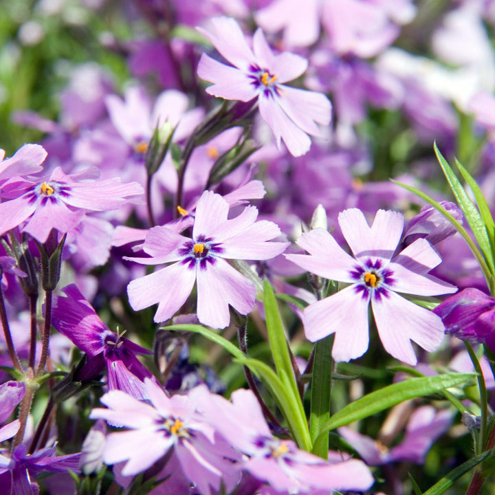 Phlox subulata 'Purple Beauty' ~ Purple Beauty Creeping Phlox