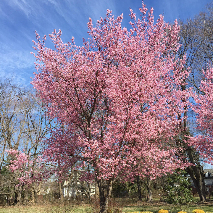 Prunus x incam 'Okame' ~ Cereza en flor Okame