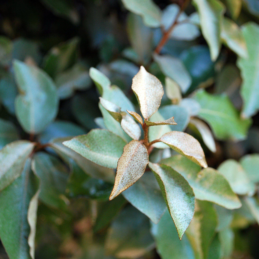 Elaeagnus pungens 'Fruitlandii' ~ Fruitlandii Elaeagnus