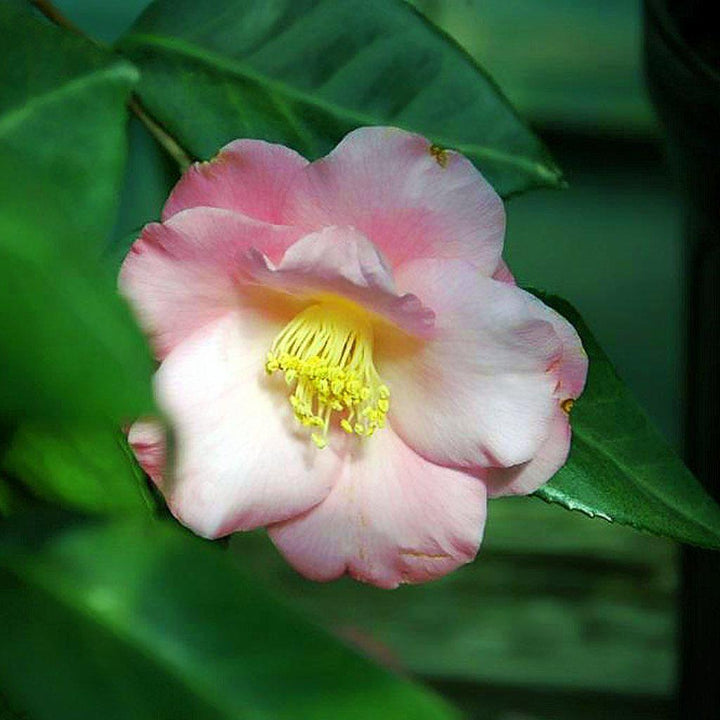 Camellia japonica 'Berenice Boddy' ~ Berenice Boddy Camellia