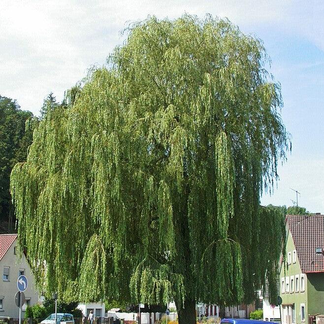 Salix alba 'Tristis' ~ Niobe Golden Weeping Willow