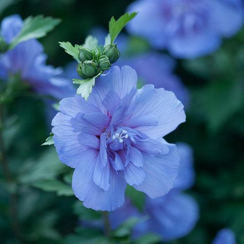 Hibiscus syriacus 'Notwood three' ~ Hibisco azul Chiffon®