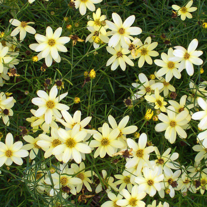 Coreopsis verticillata 'Moonbeam' ~ Moonbeam Threadleaf Coreopsis