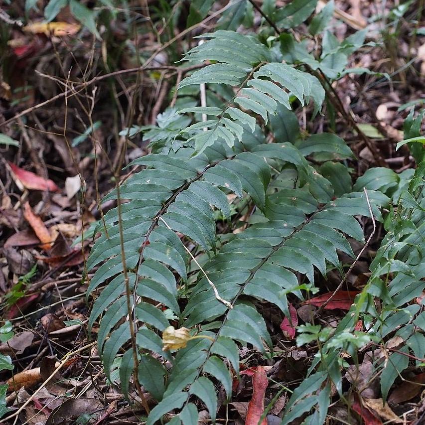 Cyrtomium fortunei ~ Fortune's Hardy Holly Fern