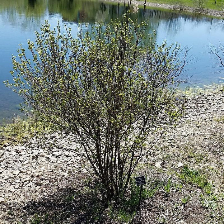 Viburnum dentatum 'Christom' ~ Blue Muffin® Arrowwood Viburnum