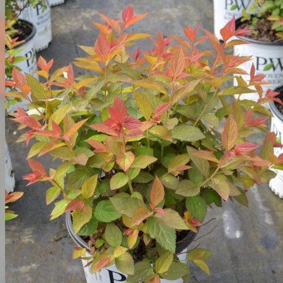 Spiraea x 'NCSX2' ~ Double Play® Doozie Spirea