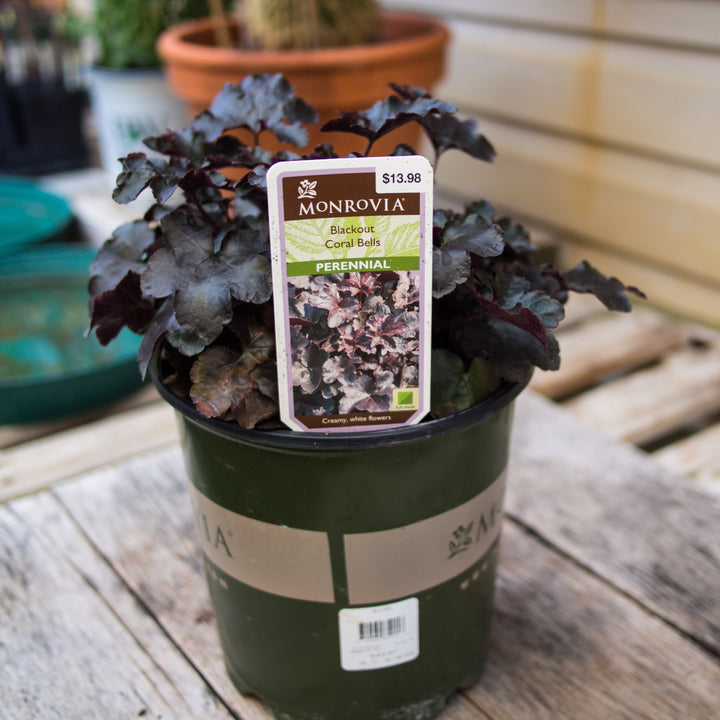 Heuchera 'Blackout' ~ Blackout Coral Bells