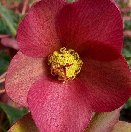 Helleborus x glandorfensis 'Ice N' Roses Red' ~ HGC® Ice N' Roses Red Lenten Rose