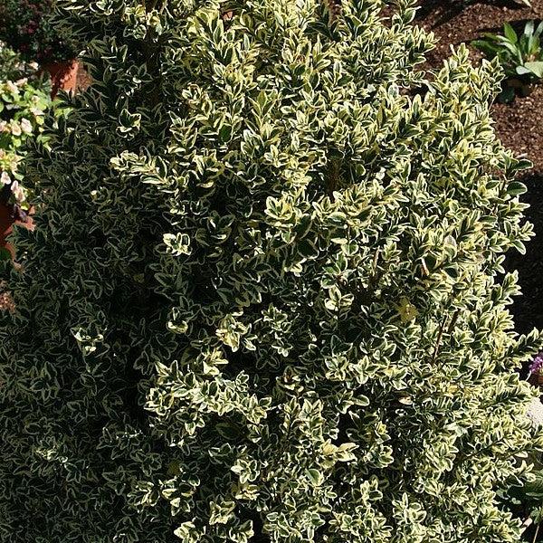 Buxus sempervirens 'Variegata' ~ Boj abigarrado