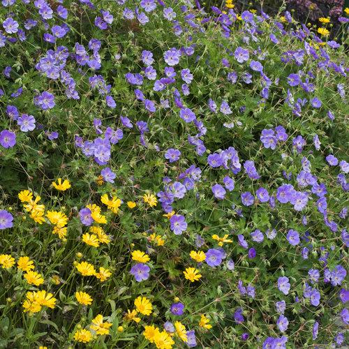 Geranium x 'Rozanne' ~ Rozanne Cranesbill