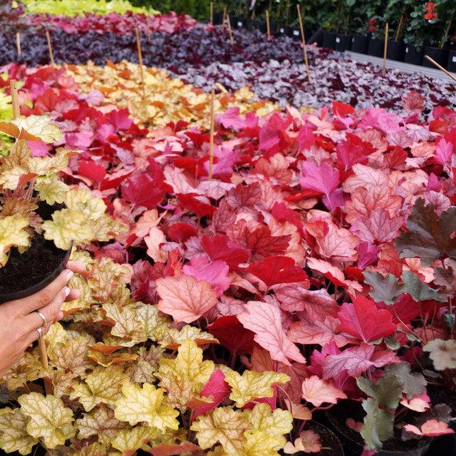 Heuchera 'Magma' ~ Magma Coral Bells