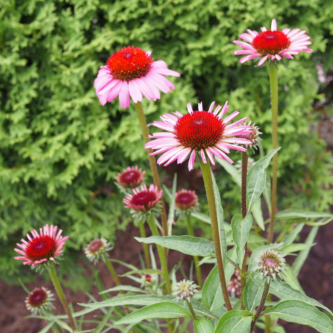 Echinacea purpurea 'Rubinstern' ~ Ruby Star Echinacea