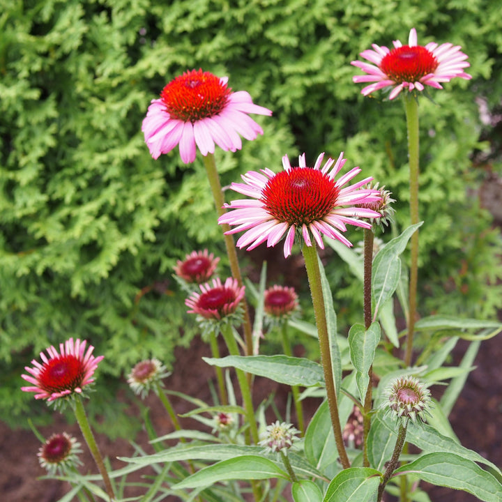 Echinacea purpurea 'Rubinstern' ~ Ruby Star Echinacea