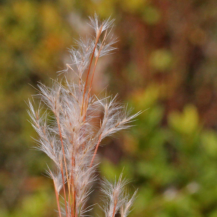 Andropogon virginicus ~ Broomsedge, Yellow Bluestem