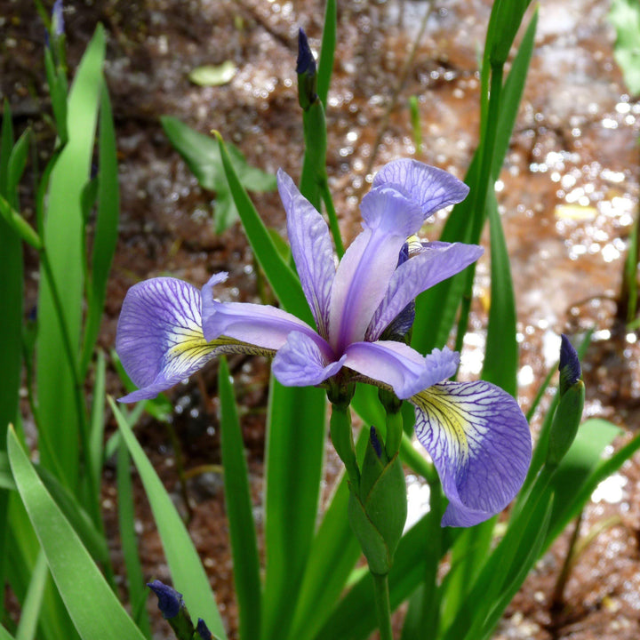 Iris versicolor ~ Northern Blue Flag Iris, Harlequin Blue Flag