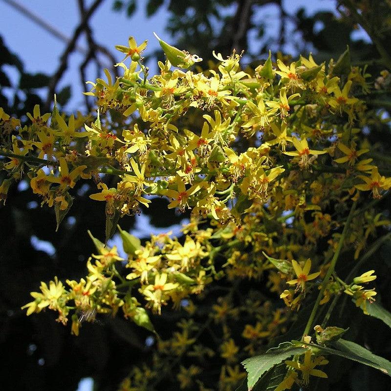 Koelreuteria paniculata ~ Golden Rain Tree