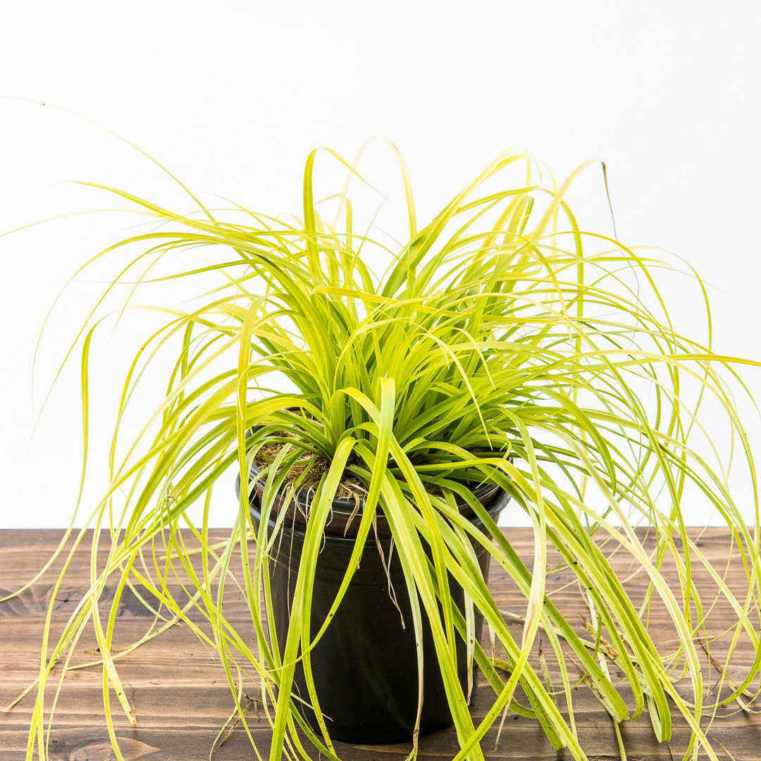 Carex oshimensis 'Everillo' PP#21,002 ~ EverColor® Everillo Sedge