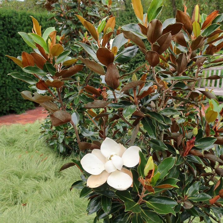 Magnolia grandiflora 'Little Gem' ~ Little Gem Magnolia