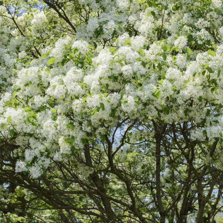 Chionanthus retusus ~ Árbol de flecos chino