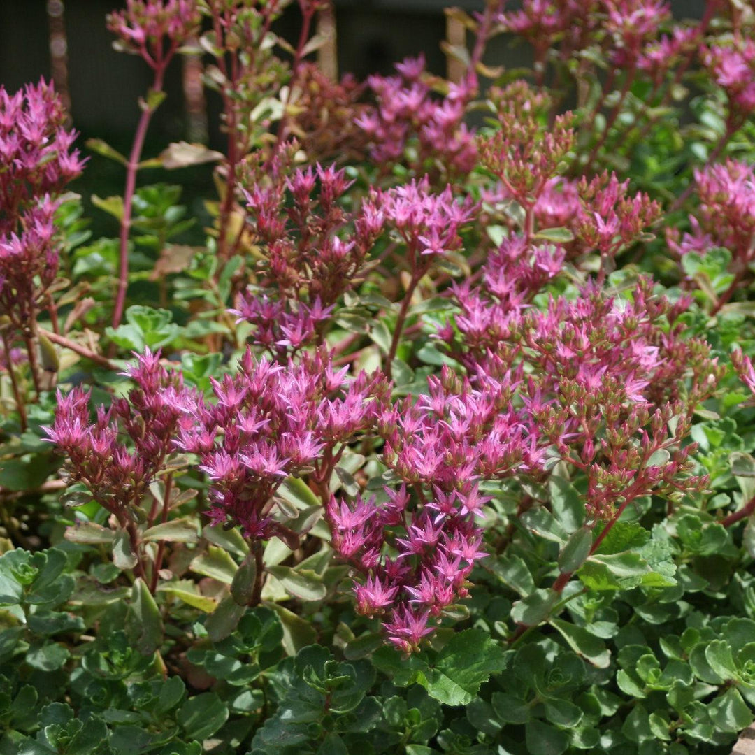 Sedum spurium 'Schorbuser Blut' ~ Dragon's Blood Stonecrop