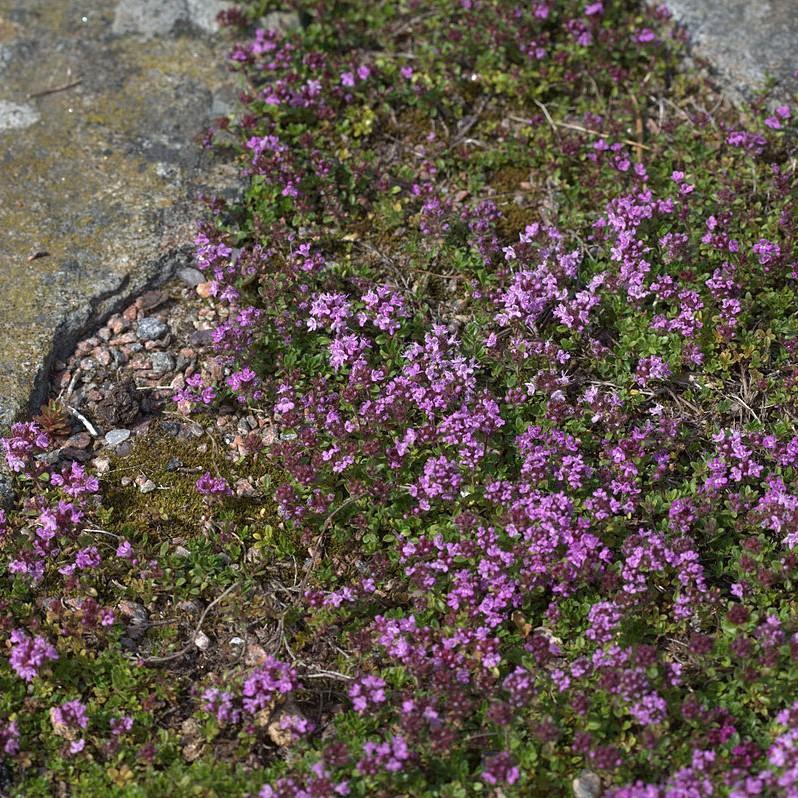 Thymus sepyllum 'Elfin' ~ Elfin Creeping Thyme