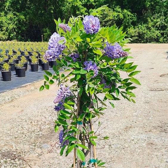 Wisteria frutescens 'Amethyst Falls' ~ Amethyst Falls Wisteria