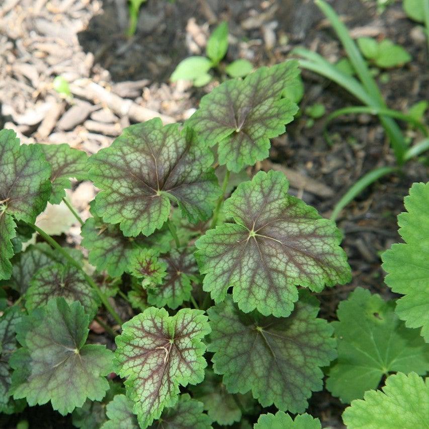 Heuchera americana 'Dale's Strain' ~ Dale's Strain Coral Bells