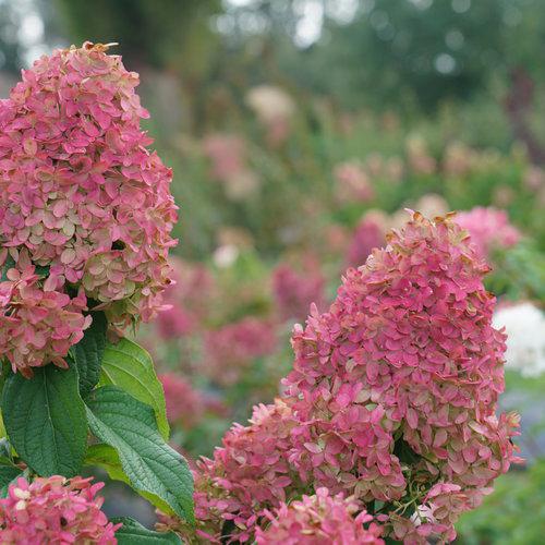 Hydrangea paniculata 'SMNHPM' ~ Quick Fire Fab® Hydrangea