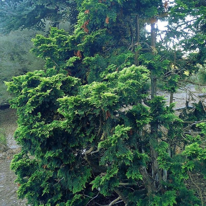 Chamaecyparis obtusa 'Verdonii' ~ Verdonii Hinoki Cypress