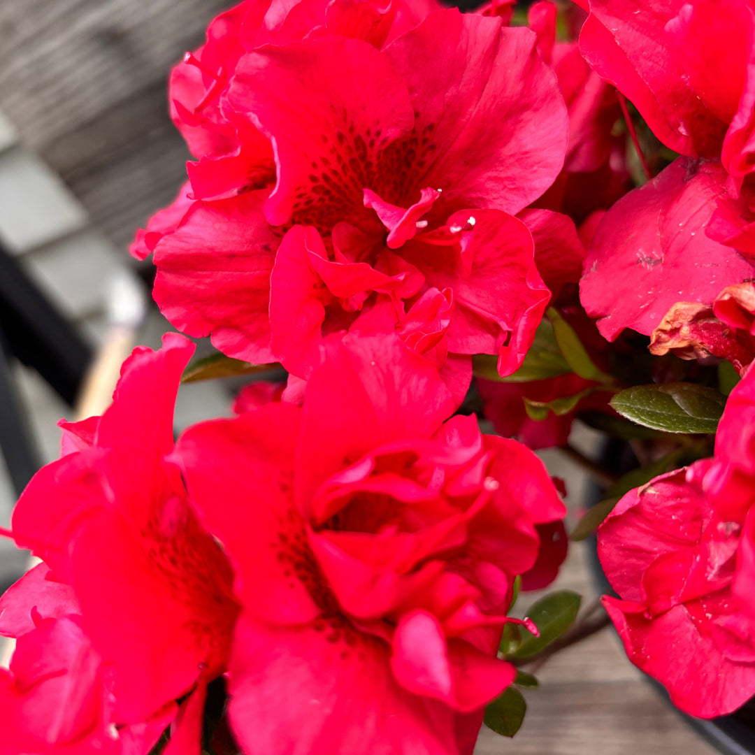 Rhododendron ‘Roblez’ ~ Encore® Autumn Fire™ Azalea