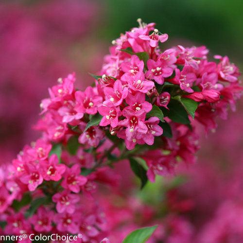 Weigela florida 'Bokrasopin' ~ Sonic Bloom® Pink Weigela