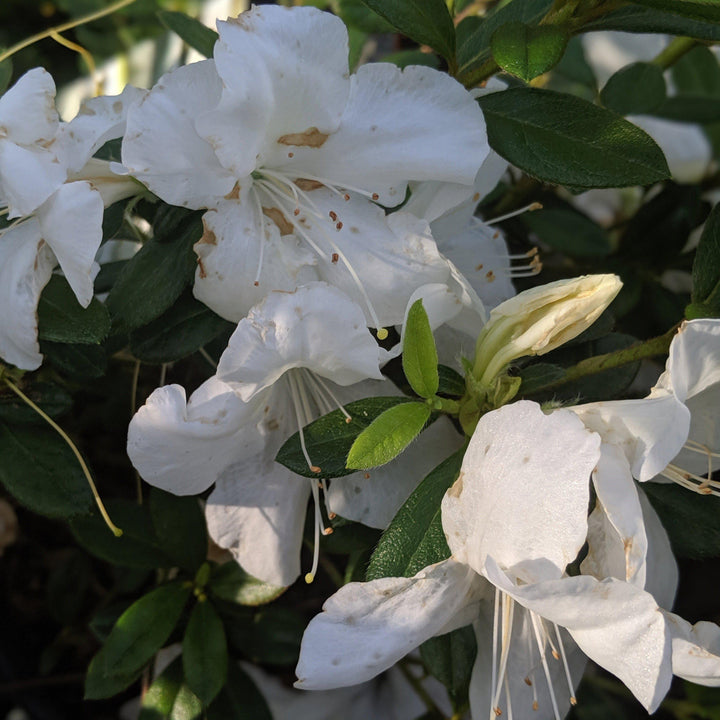 Rhododendron ‘Roblev’ ~  Encore® Autumn Ivory™ Azalea