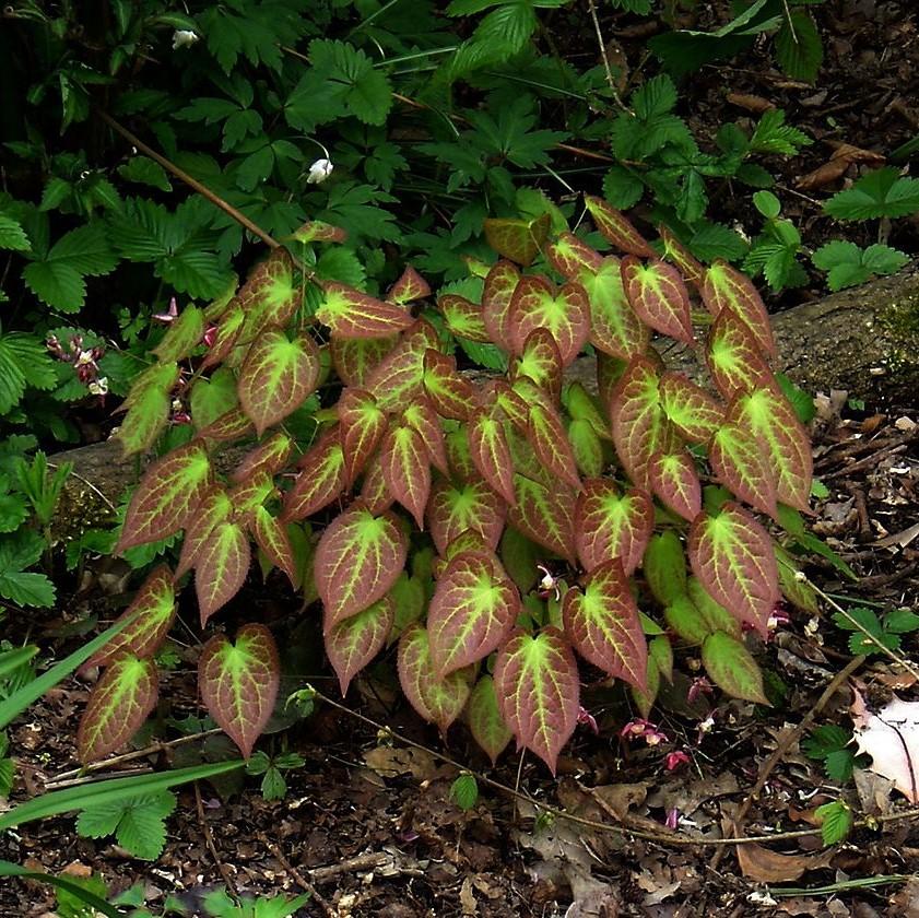 Epimedium rubrum ~ Red Barrenwort, Bishop's Hat