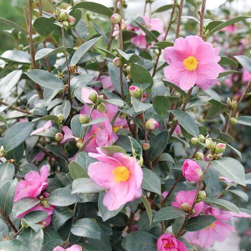 Camellia x 'FARROWCJH' PP36,117 ~ Just Chill™ Double Mauve Camellia
