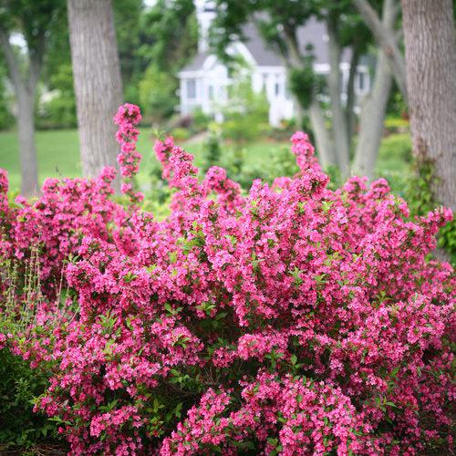 Weigela florida 'Bokrasopin' ~ Sonic Bloom® Pink Weigela