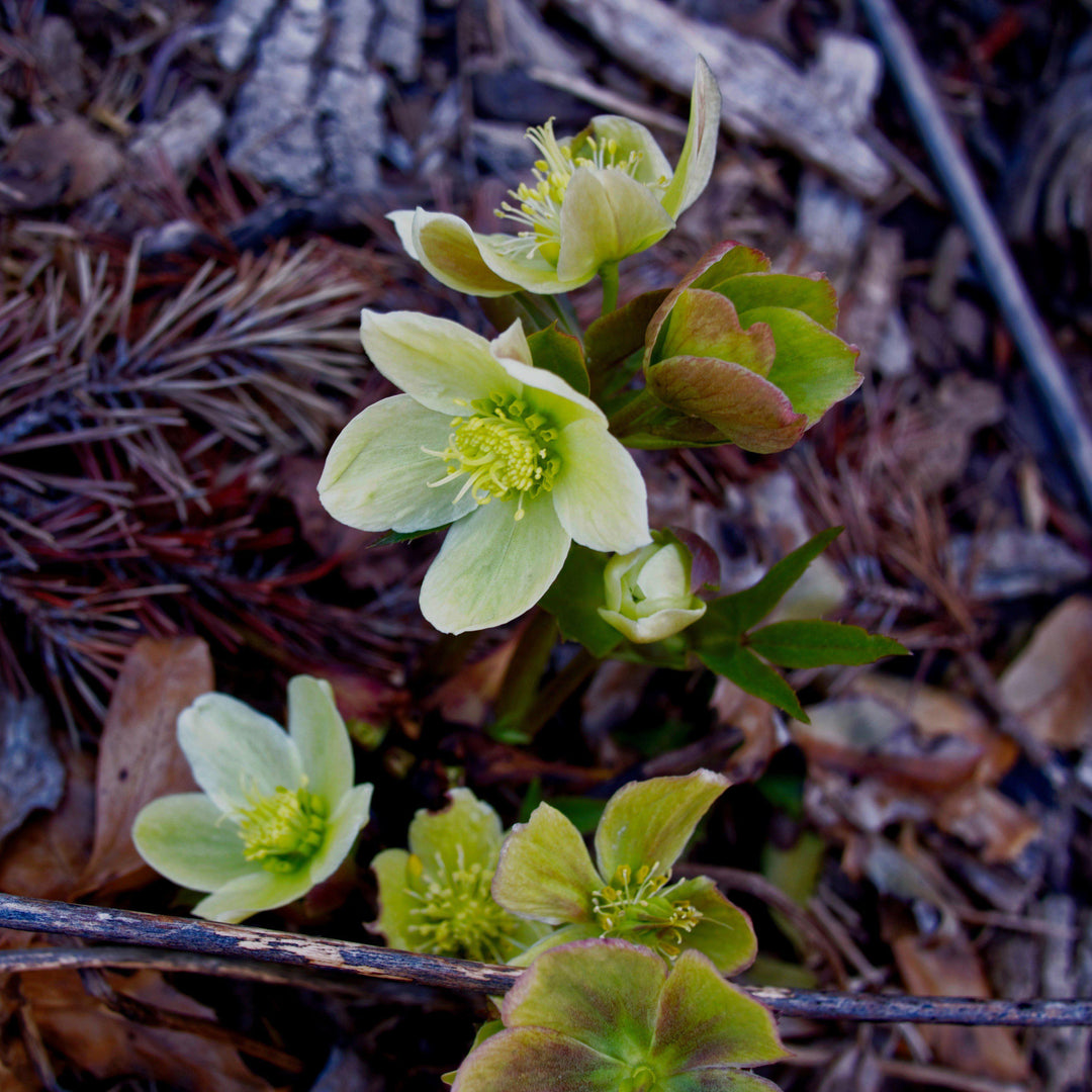 Helleborus x ericsmithii 'COSEH 730' ~ HGC® Champion Lenten Rose