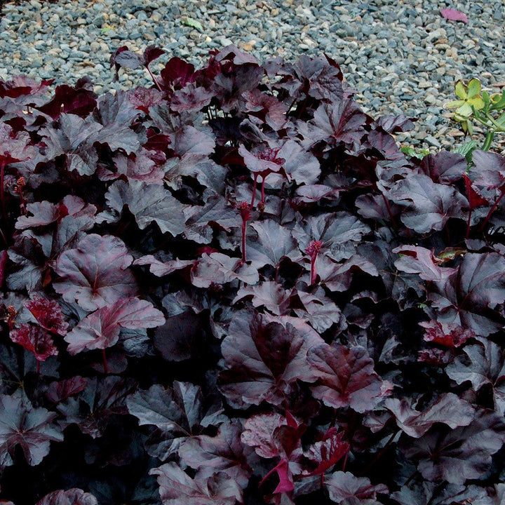 Heuchera 'Obsidian' ~ Obsidian Coral Bells