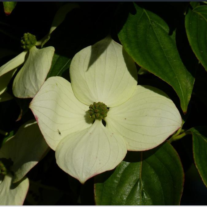 Cornus x 'Rutban' ~ Aurora® Dogwood